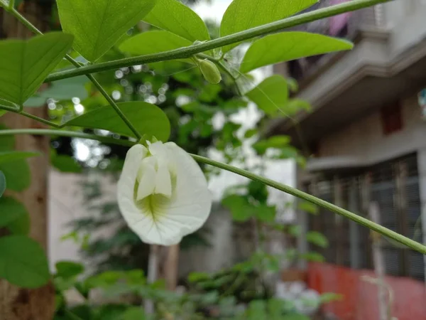 Weiße Blume Mit Grünem Baum Garten — Stockfoto