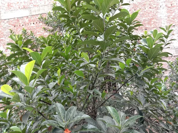 Grün Gefärbte Jack Obstbaum Auf Garten — Stockfoto