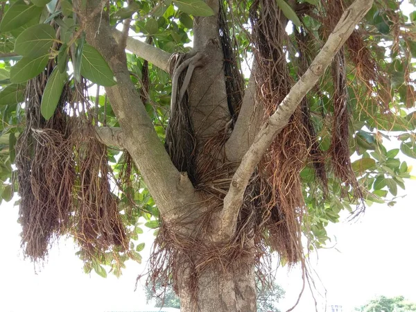 Grün Gefärbte Baum Nahaufnahme Auf Garten — Stockfoto