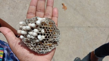 Bolta böceğinin evi doğanın en güzel yaratımıdır.