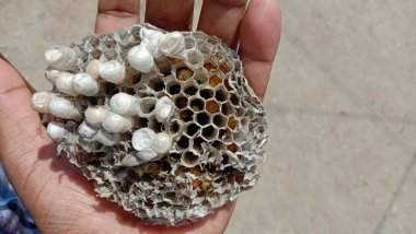 Bolta böceğinin evi doğanın en güzel yaratımıdır.