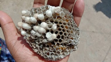 Bolta böceğinin evi doğanın en güzel yaratımıdır.