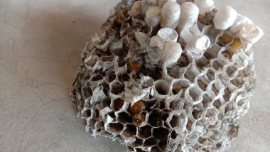 Bolta böceğinin evi doğanın en güzel yaratımıdır.