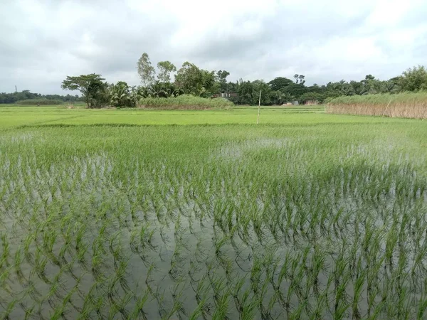 Paddy Firme Vista Con Naturaleza Cielo — Foto de Stock