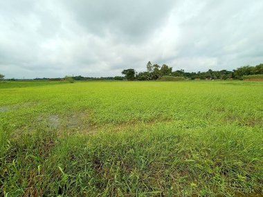 yeşil çimen manzaralı ve gökyüzü manzaralı doğa