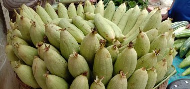 Taze ve sağlıklı kabak stokları çiftlikte