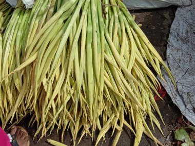 Taze ve sağlıklı yeşil arum lob stoku