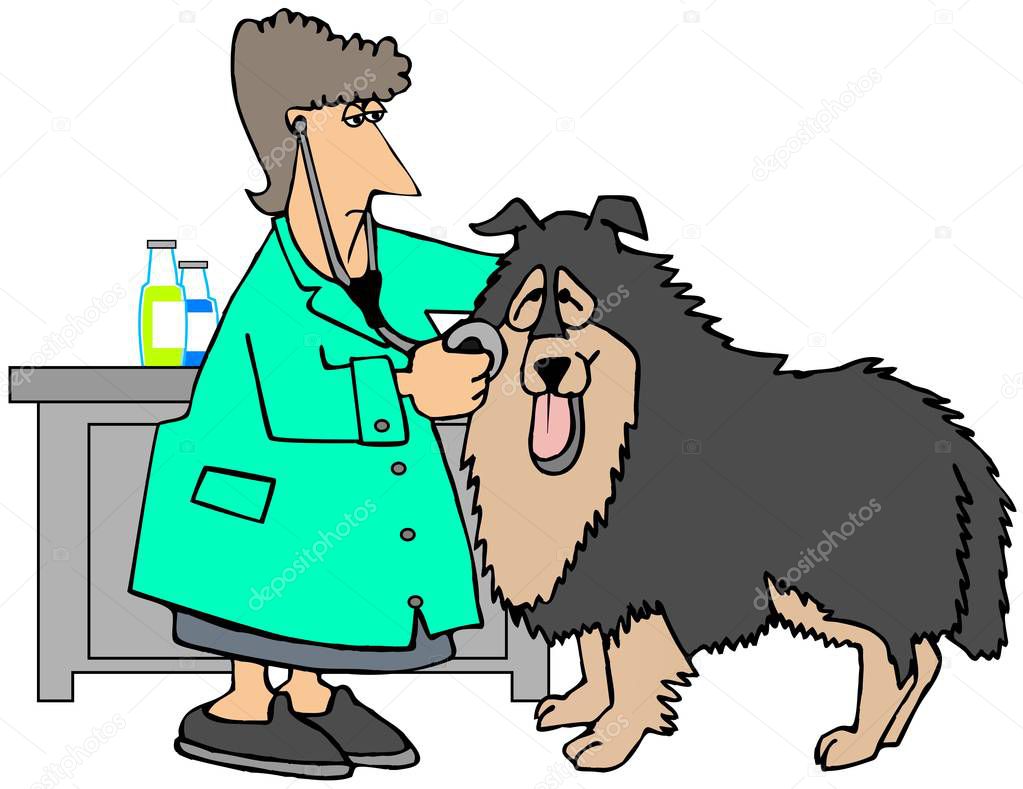 Illustration of a female veterinarian checking a large dog with a stethoscope.