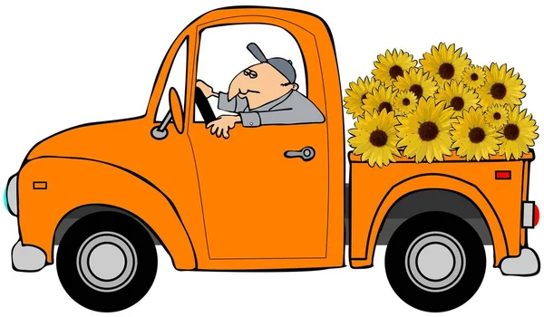 Illustration of a man driving an old orange pickup truck full of giant sunflowers.