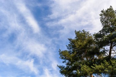 mavi bir gökyüzü bulutlu ağaçta bir parçası