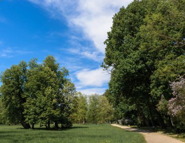 ağaçlar Park mesire mavi gökyüzünde