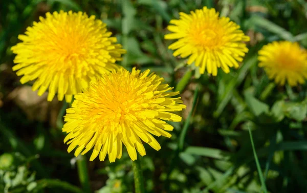 Sarı dandelions yakın çekim gün