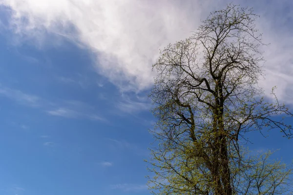 Árbol Solitario Contra Telón Fondo Del Hermoso Cielo Azul —  Fotos de Stock