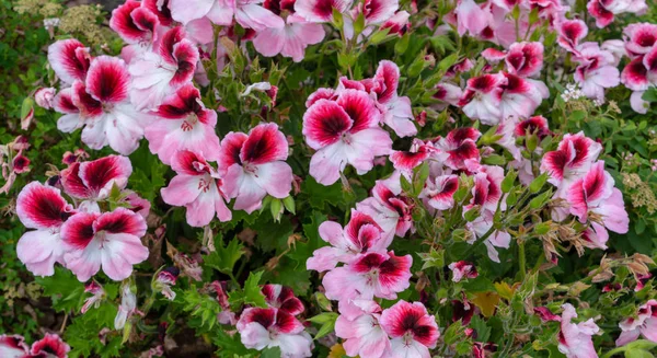 Fiori Bianco Rosso Geranio Verde Cespugli — Foto Stock