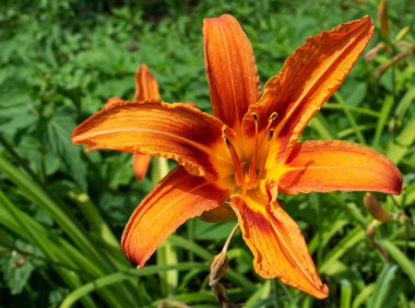 Yakın çekim. Parkta bir kaplan lily