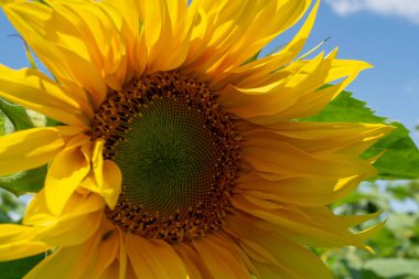 Yakın çekim. Sarı ayçiçeği arka plan mavi gökyüzü ile