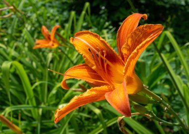 Yakın çekim. Parkta bir kaplan lily