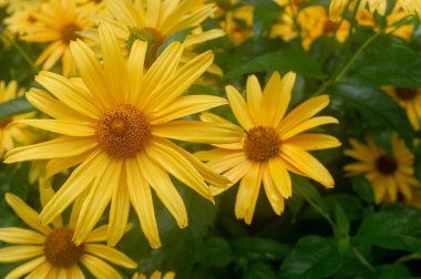 yakın çekim. Büyük sarı papatyalar. Büyük sarı çiçek