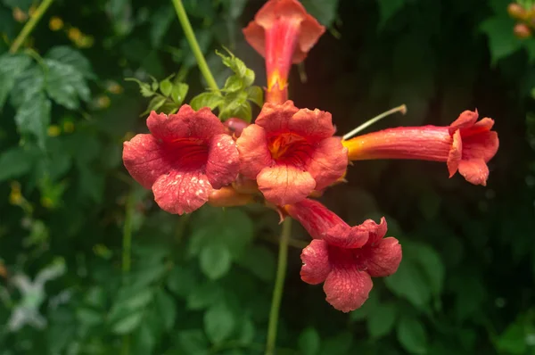 Primo Piano Fiori Rosa Lunghi Tubuli Fiori Lunghi — Foto Stock