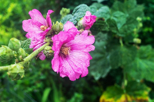 Primo Piano Fiori Viola Chiaro Sullo Sfondo Piante Verdi — Foto Stock