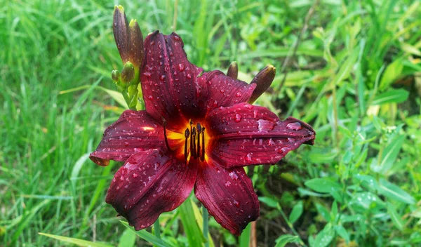 Primo Piano Grande Fiore Viola Dopo Pioggia — Foto Stock