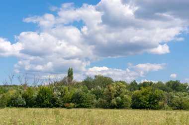 alan çiçek ağaç bulutlar ile mavi gökyüzüne karşı