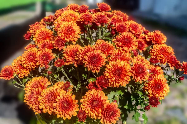 Bouquet big yellow and Red chrysanthemums on the street — Stock Photo, Image