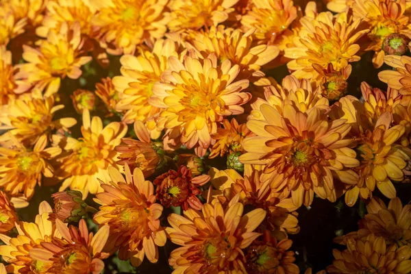 Bouquet grands chrysanthèmes jaunes et rouges dans la rue — Photo