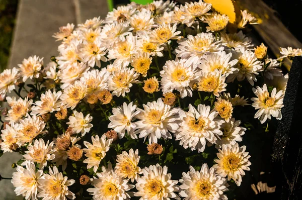 路上の花束白黄色の菊 — ストック写真