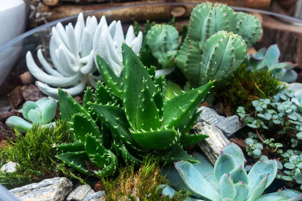 Vários cactos em uma panela de vidro, outras plantas verdes — Fotografia de Stock