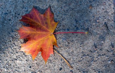 Kırmızı akçaağaç yaprağı yolda güneşli bir günde yatıyor.