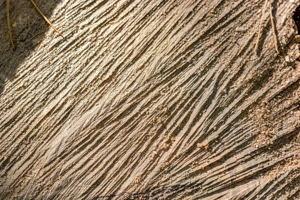 La textura de la madera picada de cerca — Foto de Stock