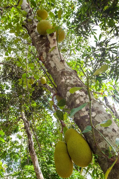 Jack fruits on a tree in a tropical fruit garden in India