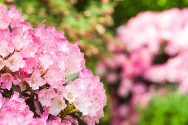 Bahçede açan pembe rhododendron