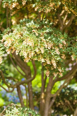 Bahçede çiçek açan Japon Pieris