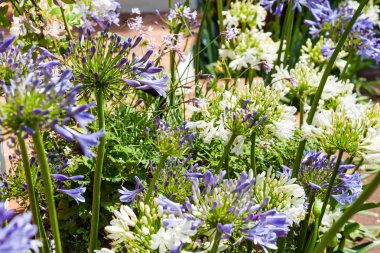 Güzel bir bahçede çiçek açan allium