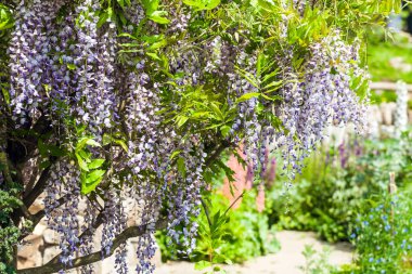 Güzel bir bahçede çiçek açan wisteria bush