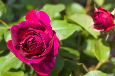 Bir bahçede purle kırmızı gül çiçek çiçeklenme