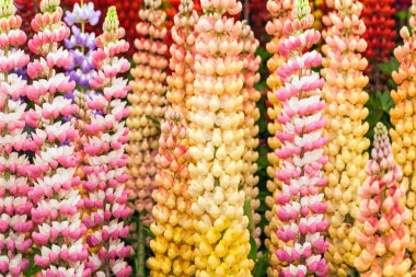 Renkli acı bakla çiçekler arka plan