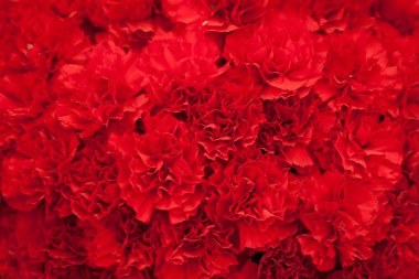 Kırmızı karanfil çiçek arka plan