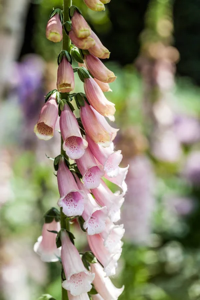 Ανθίζοντας εγκαταστάσεις foxglove στον κήπο — Φωτογραφία Αρχείου