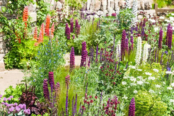 Hermoso paisaje de jardín con lupino en flor — Foto de Stock