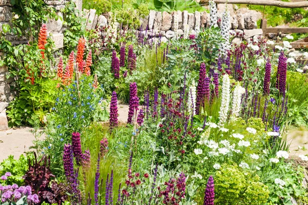 Prachtige tuin landschap met bloeiende lupine — Stockfoto