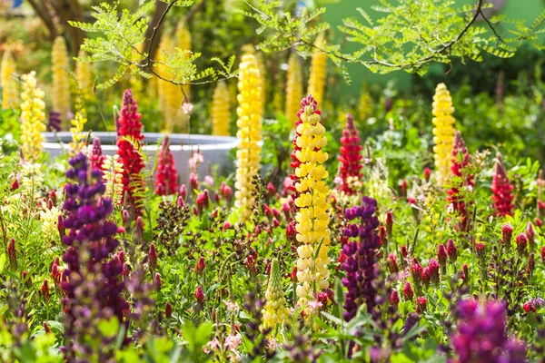 Floração de tremoço roxo, amarelo e vermelho no jardim — Fotografia de Stock