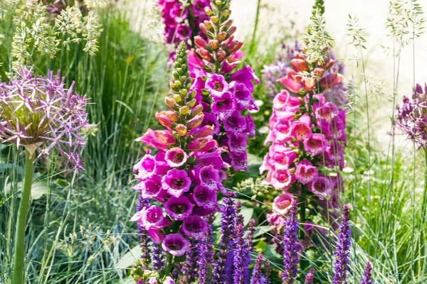 Μωβ ανθισμένο foxgloves σε ένα κήπο — Φωτογραφία Αρχείου