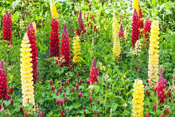 Floração de tremoço roxo, amarelo e vermelho no jardim — Fotografia de Stock