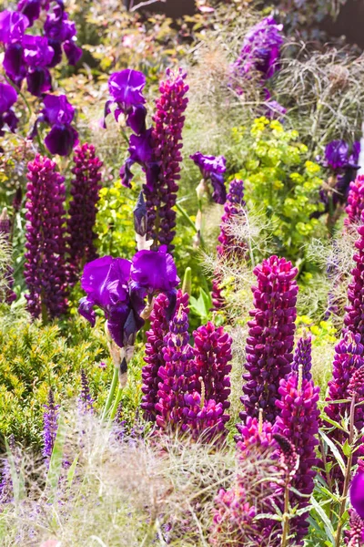 Lupino púrpura y flores de iris en un hermoso jardín — Foto de Stock