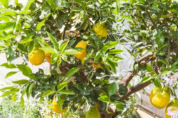 Drzewo cytrynowe doniczkowa z wielu owoców cytryny — Zdjęcie stockowe