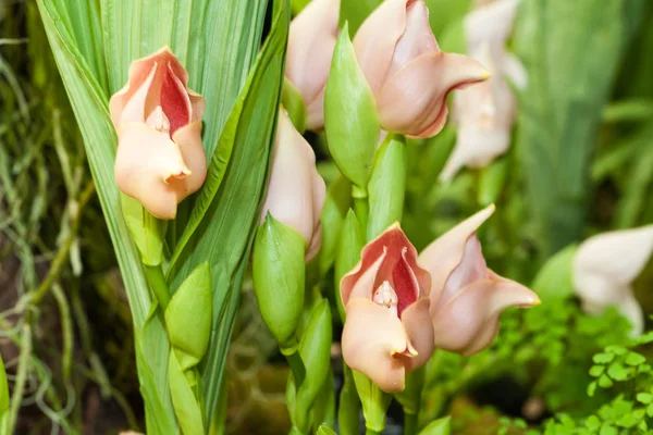 Orquídea tulipa tropical anguloa — Fotografia de Stock