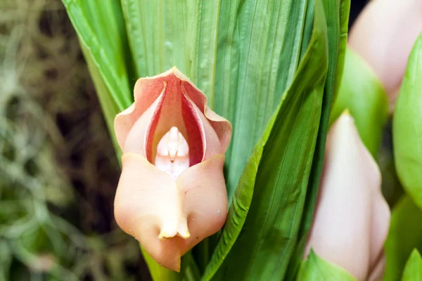 Orquídea tulipa tropical anguloa — Fotografia de Stock